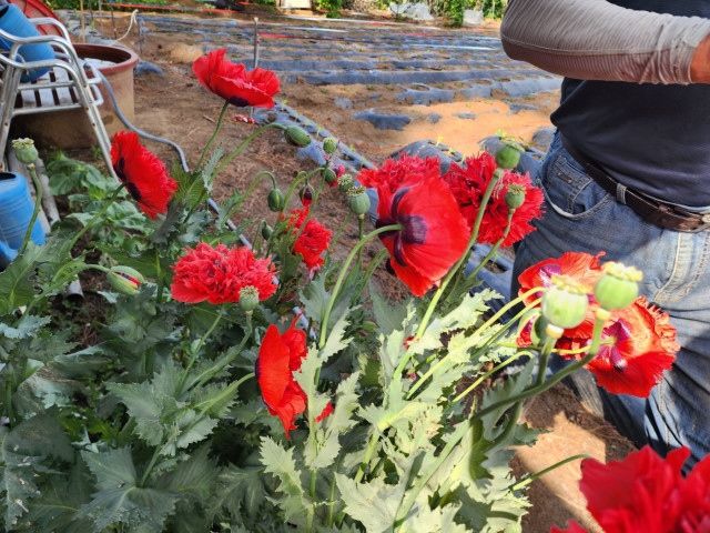 [강릉=뉴시스] 불법 재배 양귀비는 꽃에 검은 반점과 꽃봉오리에 털이 없고 매끈함을 보이고 있다.(사진=강릉해경 제공)photo@newsis.com *재판매 및 DB 금지