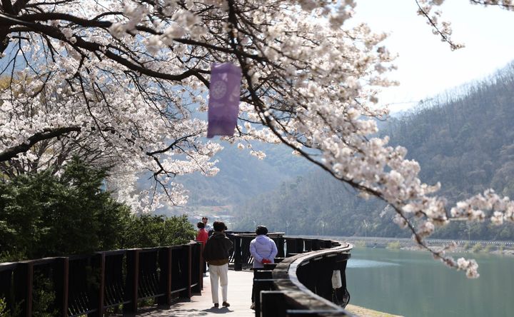 단양 남한강 변 벚꽃 *재판매 및 DB 금지
