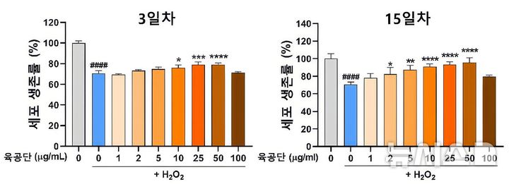 [서울=뉴시스] 과산화수소 처리로 감소한 해마 신경세포 생존율이 과산화수소와 육공단으로 동시 처리한 결과 육공단 투여 농도에 따라 생존율이 증가했다. (사진= 자생한방병원 제공)