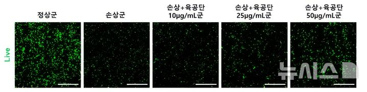 [서울=뉴시스] 과산화수소 처리로 감소한 해마 신경세포 생존율이 과산화수소와 육공단으로 동시 처리한 결과 육공단 투여 농도에 따라 생존율이 증가했다. 초록색 신호가 많아질수록 신경세포의 생존율이 높아짐을 의미한다. (사진= 자생한방병원 제공) 