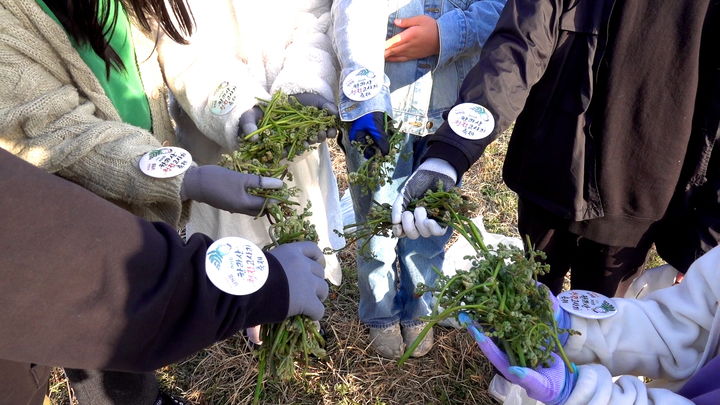 [서귀포=뉴시스] 지난해 한라산 청정 고사리 축제 모습. (사진=서귀포시 제공) 2026.04.09. photo@newsis.com *재판매 및 DB 금지