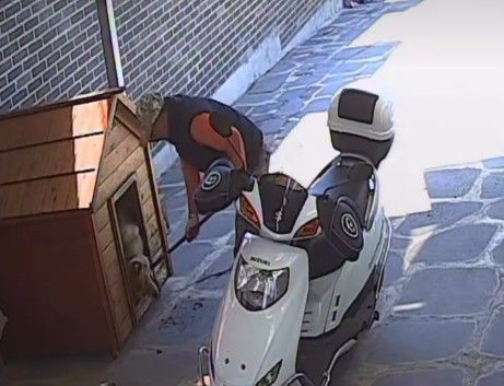 [서울=뉴시스] 개장수가 자택에 무단 침입한 뒤 강제로 반려견을 데려가 도살했다는 견주의 주장이 나왔다. (사진=인스타그램 캡처) *재판매 및 DB 금지