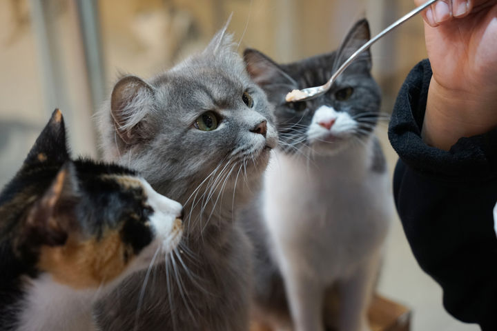 [서울=뉴시스] 익숙한 냄새가 날수록 고양이가 먹는 양을 줄인다는 연구 결과가 나타났다. (사진=유토이미지)