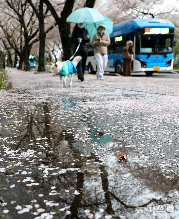 [제주=뉴시스] 우장호 기자 = 흐린 날씨를 보인 9일 오전 제주시 아라동 제주대학교 앞 가로수길에 벚꽃잎이 비바람에 떨어져 있다. 2026.04.09. woo1223@newsis.com