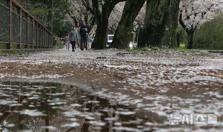 [제주=뉴시스] 우장호 기자 = 흐린 날씨를 보인 9일 오전 제주시 아라동 제주대학교 앞 가로수길에 벚꽃잎이 비바람에 떨어져 있다. 2026.04.09. woo1223@newsis.com