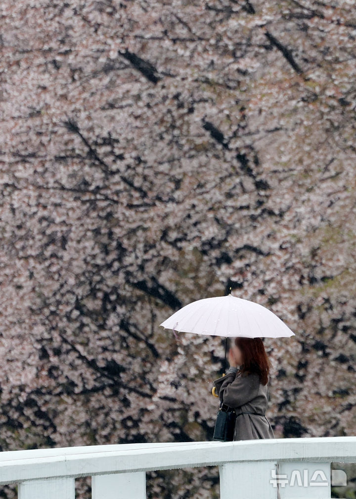 [서울=뉴시스] 조성우 기자 = 비가 내리는 9일 오후 서울 서초구 매헌시민의숲에서 우산을 쓴 시민이 산책을 하고 있다. 2026.04.09. xconfind@newsis.com
