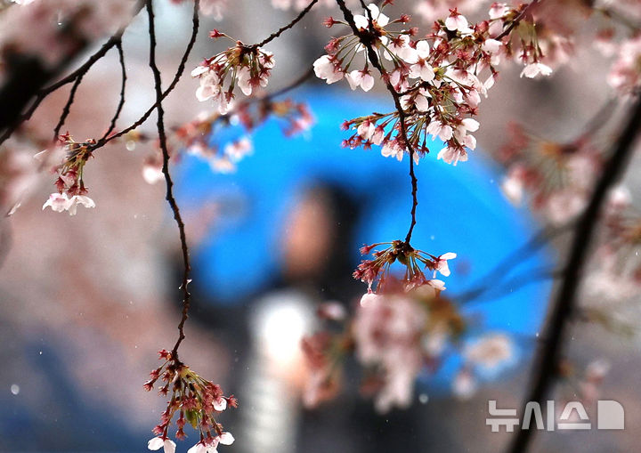 [서울=뉴시스] 조성우 기자 = 비가 내리는 9일 오후 서울 서초구 매헌시민의숲에서 우산을 쓴 시민이 산책을 하고 있다. 2026.04.09. xconfind@newsis.com