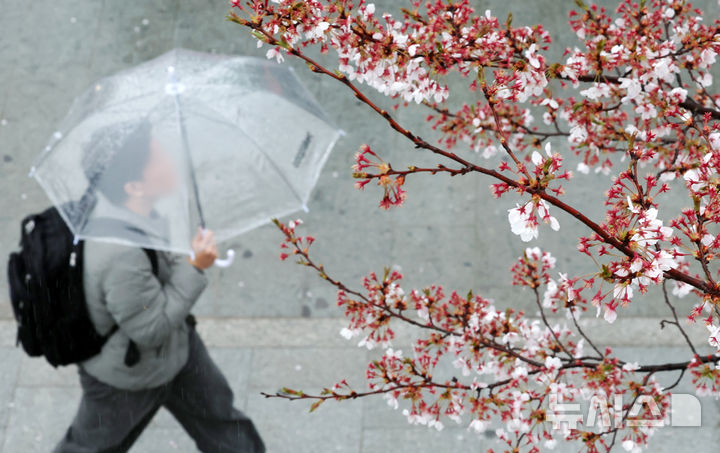 [서울=뉴시스] 조성우 기자 = 비가 내리는 9일 오후 서울 서초구 매헌시민의숲 인근에서 우산을 쓴 시민이 이동하고 있다. 2026.04.09. xconfind@newsis.com