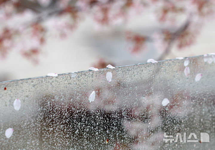 [서울=뉴시스] 조성우 기자 = 비가 내리는 9일 오후 서울 서초구 매헌시민의숲 인근 산책로 난간에 벚꽃잎이 떨어져 있다. 2026.04.09. xconfind@newsis.com