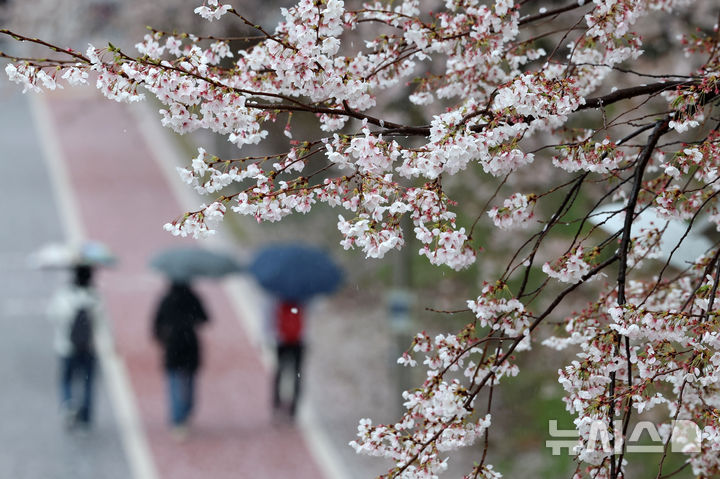 [서울=뉴시스] 조성우 기자 = 비가 내리는 9일 오후 서울 서초구 매헌시민의숲에서 우산을 쓴 시민들이 산책을 하고 있다. 2026.04.09. xconfind@newsis.com