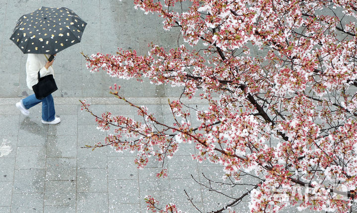 [서울=뉴시스] 조성우 기자 = 비가 내리는 9일 오후 서울 서초구 매헌시민의숲 인근에서 우산을 쓴 시민이 이동하고 있다. 2026.04.09. xconfind@newsis.com