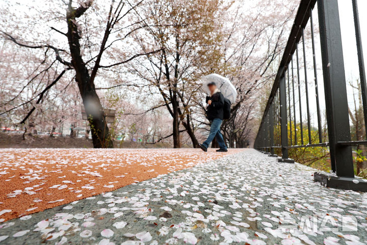 [서울=뉴시스] 조성우 기자 = 비가 내리는 9일 오후 서울 서초구 매헌시민의숲 인근에서 시민이 거리에 떨어진 벚꽃 위를 걷고 있다. 2026.04.09. xconfind@newsis.com