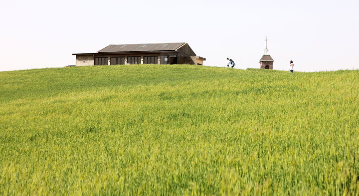 [보령=뉴시스] 천북면에 위치한 청보리밭 전경. (사진=보령시청 제공) 2026.04.10. photo@newsis.com *재판매 및 DB 금지