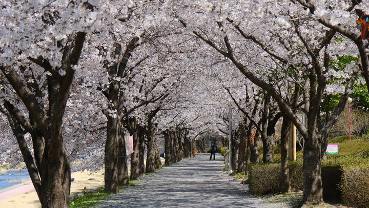 영동읍 영동천 벚꽃길(사진=영동군 제공) *재판매 및 DB 금지