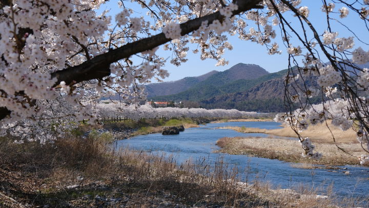 영동군 황간면 초강천 벚꽃길(사진=영동군 제공) *재판매 및 DB 금지