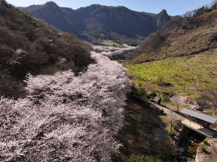 영동군 양산면 마니산 벚꽃길(사진=영동군 제공) *재판매 및 DB 금지