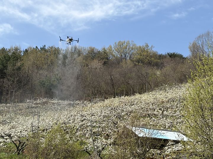 [산청=뉴시스] 산청군 드론 활용 배 인공수분 실증시험​ (사진=산청군 제공) 2026. 04. 10. photo@newsis.com *재판매 및 DB 금지