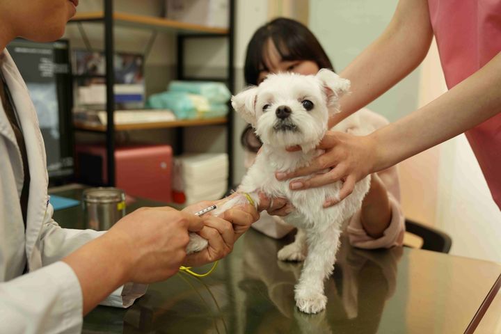 [서울=뉴시스] 반려동물 예방접종 모습. 2026.04.10. (사진=성동구 제공) *재판매 및 DB 금지