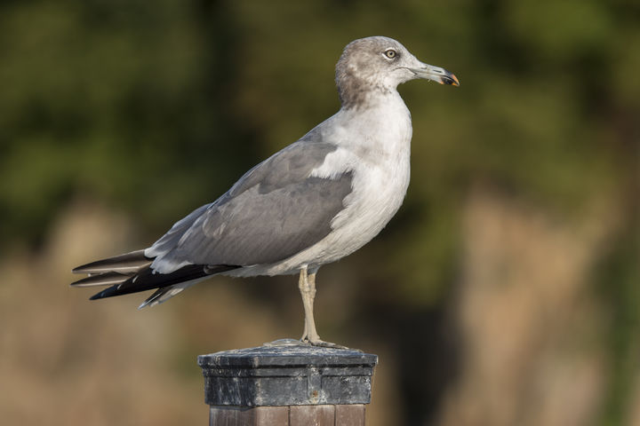 [서울=뉴시스] 지난 9일(현지시각) 영국 데일리메일은 최근 영국 인버네스에서 갈매기가 사회 문제로 떠오르고 있다고 보도했다. 인버네스에서는 지난 3일과 4일에 부활절 달걀 행사가 열렸는데, 행사 도중 총 16건의 갈매기 관련 사고가 발행했다. (사진=유토이미지)