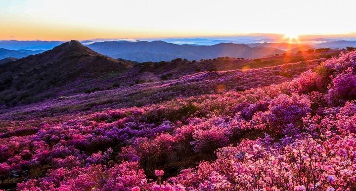 [서울=뉴시스] 비슬산 참꽃문화제 전경. (사진= 비슬산 참꽃문화제 홈페이지 캡처) *재판매 및 DB 금지