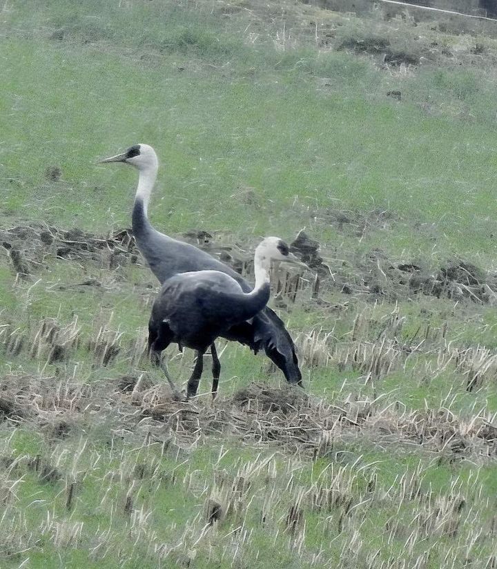[순천=뉴시스] 순천만에 남아 있는 흑두루미 한쌍. (사진=순천시 제공) 2026.04.10. photo@newsis.com *재판매 및 DB 금지