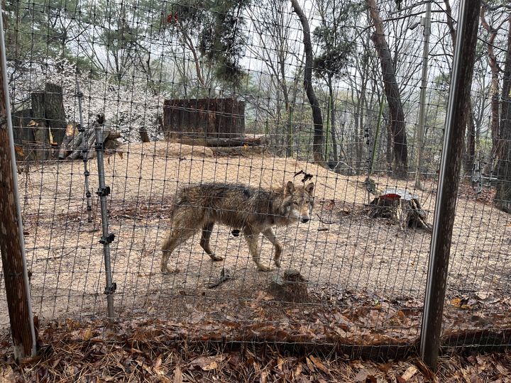 [대전=뉴시스]대전 오월드 내 늑대 사육장. 2026. 04. 10 photo@newsis.com *재판매 및 DB 금지