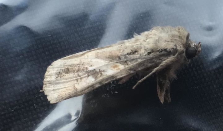 [제주=뉴시스] 열대거세미나방. (사진=제주도 농업기술원 제공) *재판매 및 DB 금지