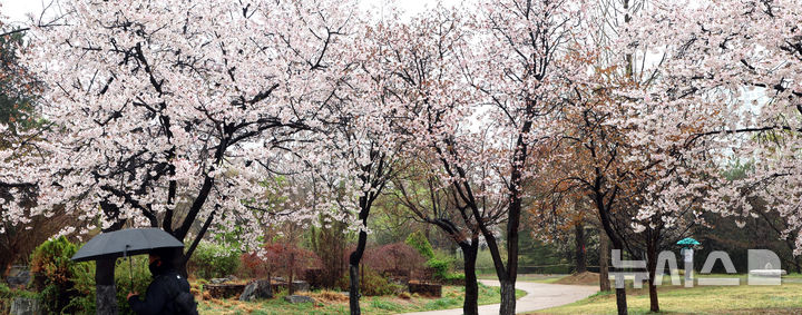 [고양=뉴시스] 전진환 기자 = 봄비가 내리는 10일 오전 경기도 고양시 일산호수공원에서 시민들이 우산을 쓴채 벚꽃 핀 산책로를 걷고 있다. 2026.04.10. amin2@newsis.com