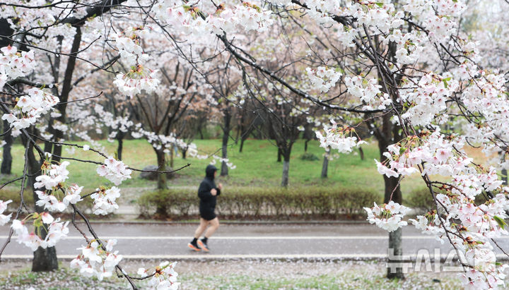 [고양=뉴시스] 전진환 기자 = 지난 10일 오전 경기도 고양시 일산호수공원에서 한 시민이 벚꽃 핀 산책로를 달리고 있다. (기사 내용과 무관합니다.) 2026.04.10. amin2@newsis.com