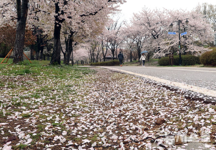 [고양=뉴시스] 전진환 기자 = 봄비가 내리는 10일 오전 경기도 고양시 일산호수공원에서 시민들이 우산을 쓴채 벚꽃 핀 산책로를 걷고 있다. 2026.04.10. amin2@newsis.com