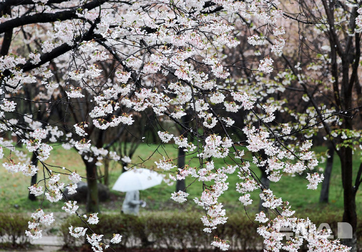 [고양=뉴시스] 전진환 기자 = 봄비가 내리는 10일 오전 경기도 고양시 일산호수공원에서 시민들이 우산을 쓴채 벚꽃 핀 산책로를 걷고 있다. 2026.04.10. amin2@newsis.com
