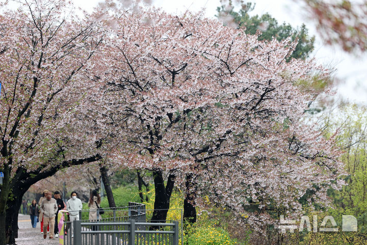 [서울=뉴시스] 김진아 기자 = 봄비가 내린 10일 서울 여의도 윤중로 벚나무에 벚꽃잎이 떨어지고 있다. 2026.04.10. bluesoda@newsis.com
