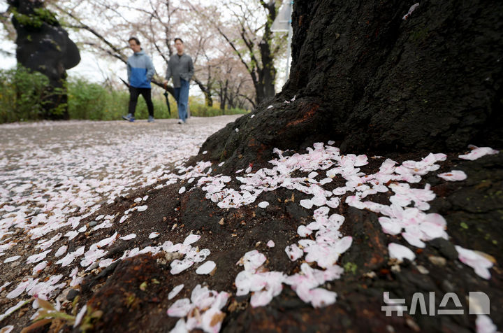 [서울=뉴시스] 김진아 기자 = 봄비가 내린 10일 서울 여의도 윤중로에 벚꽃잎이 떨어져 있다. 2026.04.10. bluesoda@newsis.com