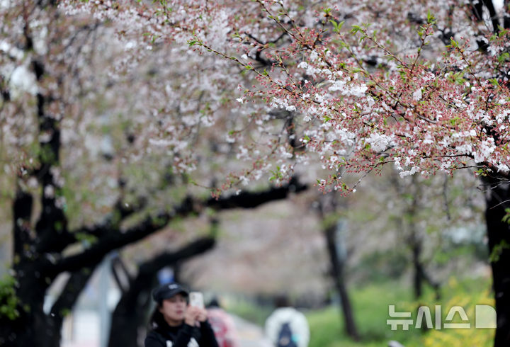 [서울=뉴시스] 김진아 기자 = 봄비가 내린 10일 서울 여의도 윤중로 벚나무에 벚꽃잎이 떨어지고 있다. 2026.04.10. bluesoda@newsis.com