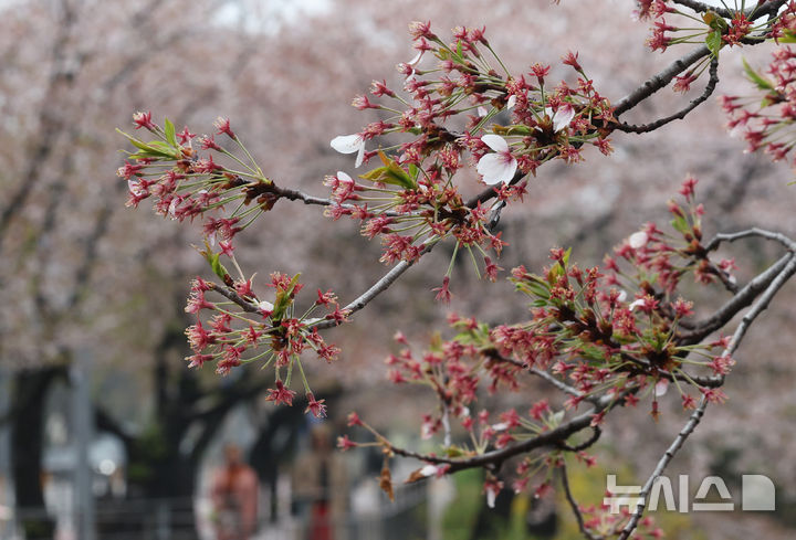 [서울=뉴시스] 김진아 기자 = 봄비가 내린 10일 서울 여의도 윤중로 벚나무에 벚꽃잎이 떨어지고 있다. 2026.04.10. bluesoda@newsis.com