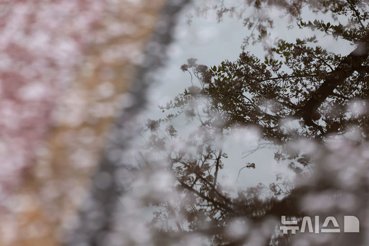 [서울=뉴시스] 김진아 기자 = 봄비가 내린 10일 서울 여의도 윤중로에 벚꽃잎이 떨어져 있다. 2026.04.10. bluesoda@newsis.com