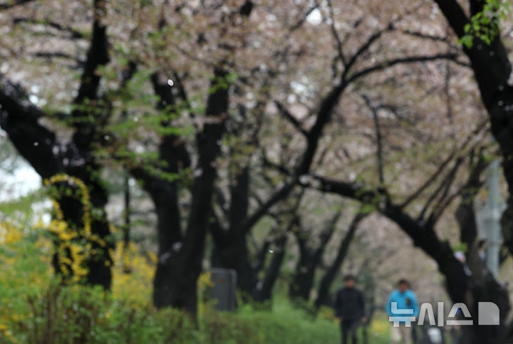 [서울=뉴시스] 김진아 기자 = 봄비가 내린 10일 서울 여의도 윤중로 벚나무에 벚꽃잎이 떨어지고 있다. 2026.04.10. bluesoda@newsis.com