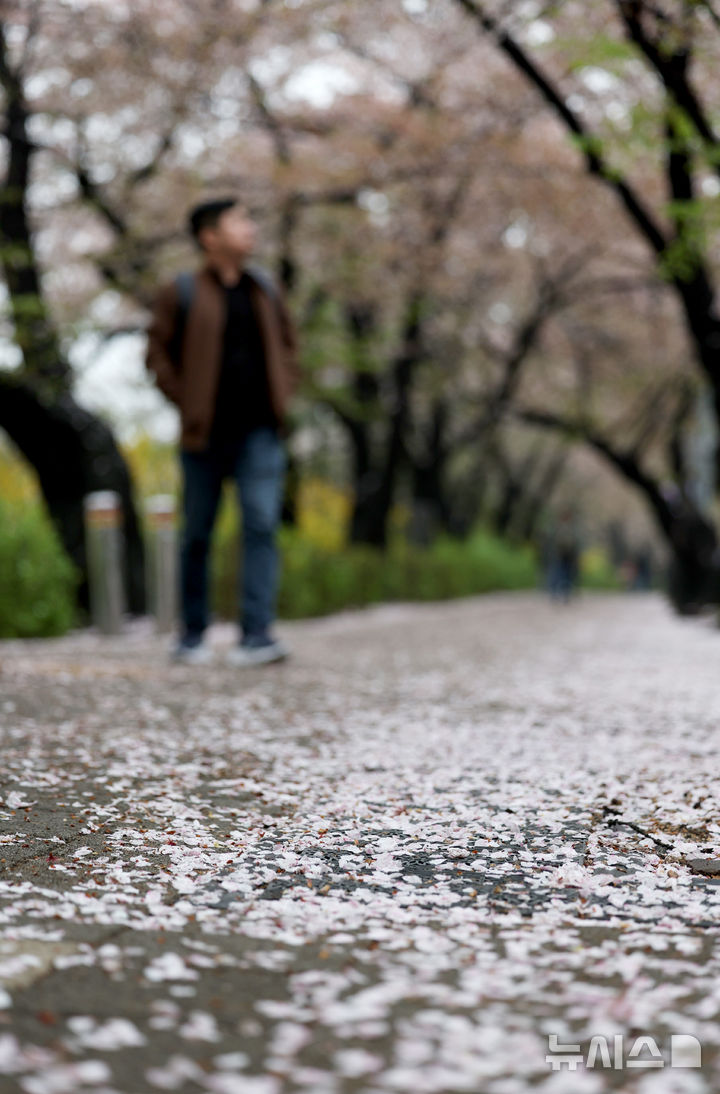 [서울=뉴시스] 김진아 기자 = 봄비가 내린 10일 서울 여의도 윤중로에 벚꽃잎이 떨어져 있다. 2026.04.10. bluesoda@newsis.com