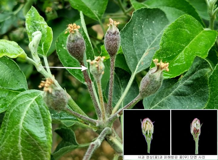 저온 피해 사과꽃(사진=전북 농업기술원 제공) *재판매 및 DB 금지