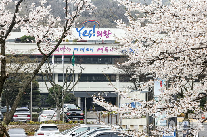 [의왕=뉴시스] 벚꽃이 만발한 의왕시청 전경. (사진=의왕시 제공). 2026.04.11. photo@newsis.com