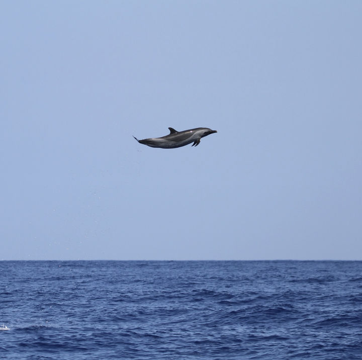 [서울=뉴시스] 미국 하와이 마우이 앞바다에서 거대한 돌고래 한 마리가 해수면 위로 솟구쳐 오르는 경이로운 순간이 포착됐다. (사진=@Pacific Whale Foundation 인스타그램 캡처)  *재판매 및 DB 금지