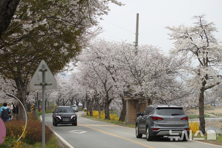 천안시 북면, 활짝 핀 벚꽃길