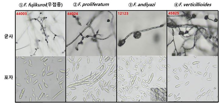 벼 키다리병원균 4종 한번에 찾는다…동시 진단기술 개발
