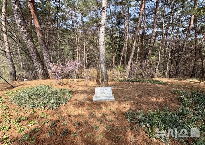 [영월=뉴시스] 한이재 기자 = 11일 '500년의 그리움, 꽃으로 피어나다' 행사로 영월 장릉 정령송 옆에 들꽃이 심겨 있다. 2026.04.11. nowone@newsis.com 