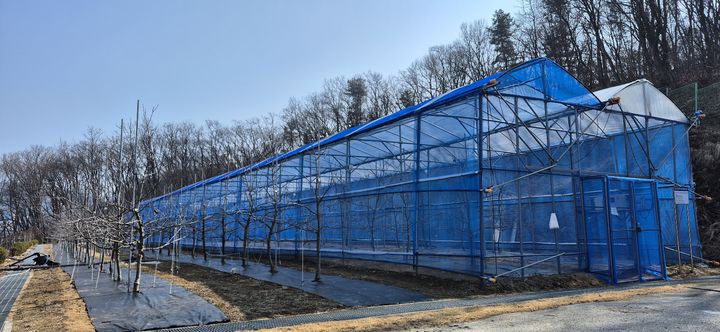 [수원=뉴시스] 부분비가림. (사진=경기도농기원 제공) 2026.04.12. photo@newsis.com *재판매 및 DB 금지