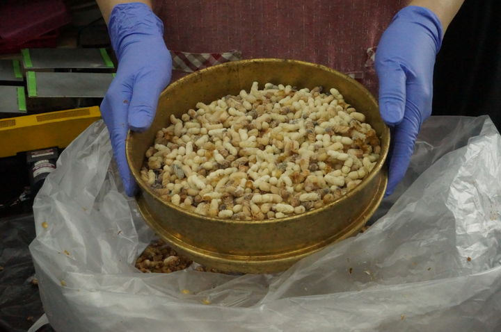 수벌번데기(사진 : 농촌진흥청 제공) *재판매 및 DB 금지