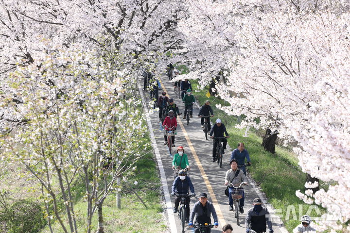 [보은=뉴시스] 충북 보은군이 12일 오전 보은읍 보청천변 벚나무길에서 '벚나무 자전거 대행진' 이벤트를 진행하고 있다. 수많은 시민들이 벚꽃터널을 내달리며 봄 기운을 만끽하고 있다. 군은 지난 3일부터 열흘간 '2026 보은벚꽃길 축제'를 개최했다. (사진=보은군 제공) 2026.04.12. photo@newsis.com *재판매 및 DB 금지