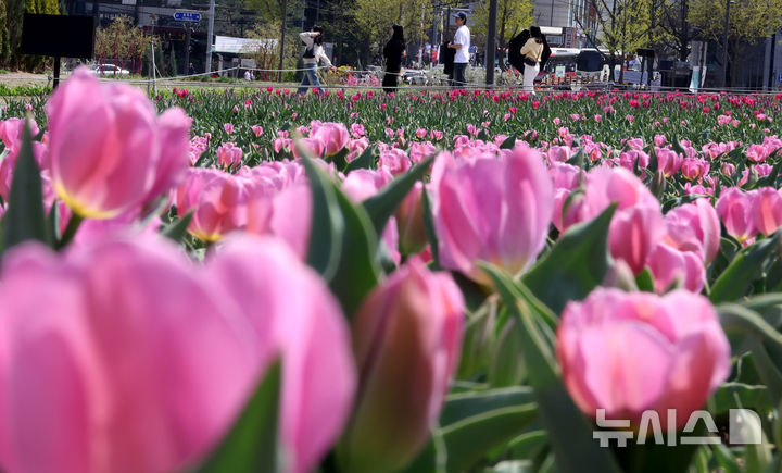 [서울=뉴시스] 추상철 기자 = 완연한 봄날씨를 보인 12일 오후 서울 종로구 열린송현광장에서 나들이객이 만개한 튤립 사이를 걷고 있다. 2026.04.12. scchoo@newsis.com