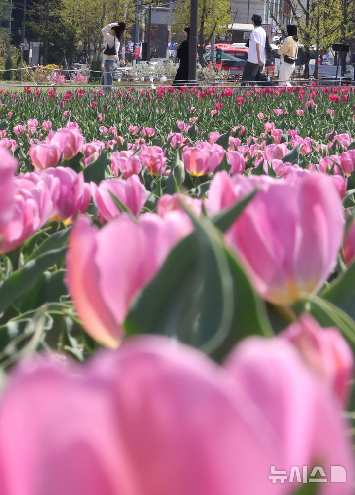 [서울=뉴시스] 추상철 기자 = 완연한 봄날씨를 보인 12일 오후 서울 종로구 열린송현광장에서 나들이객이 만개한 튤립 사이를 걷고 있다. 2026.04.12. scchoo@newsis.com