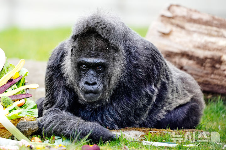 [베를린=AP/뉴시스] 세계 최고령으로 알려진 고릴라 '파투'가 13일(현지 시간) 독일 베를린 동물원에서 휴식하고 있다. 2026.04.14.